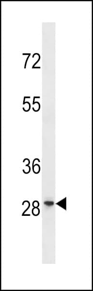 FAM110D / GRRP1 Antibody (aa219-248)