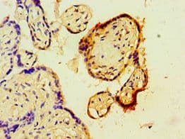 TARBP2 / TRBP2 Antibody (aa1-366)