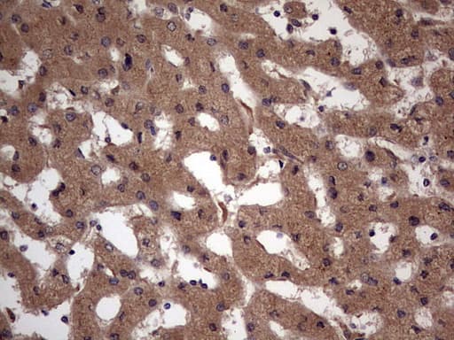UFD1L Antibody (clone OTI8G6)