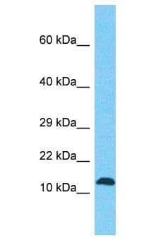 FAM127B Antibody (aa3-52)
