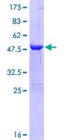 Human ABHD14B Protein (Recombinant GST)
