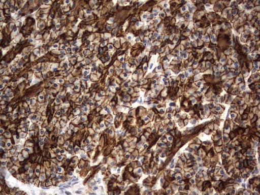 CD44 Antibody (clone UMAB134)