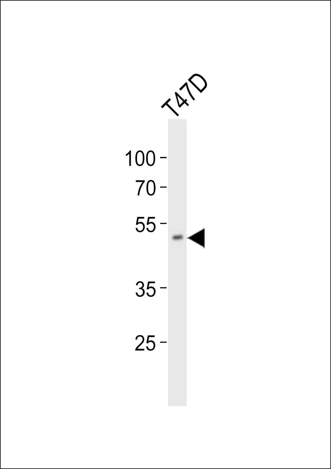 HOXA10 Antibody (aa244-271)