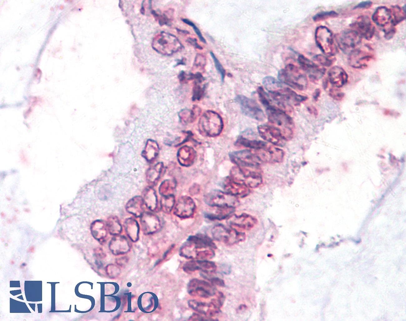IHC-plus™ NR0B1 / DAX1 Antibody (C-Terminus)