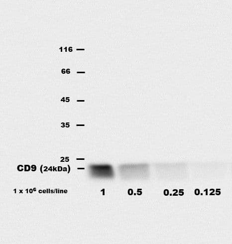 CD9 Antibody (clone EM-04)