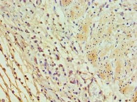 CD275 / B7-H2 / ICOS Ligand Antibody (aa19-256)