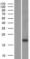 C1orf54 Protein (Over-Expression Lysate Myc-DDK (Flag))
