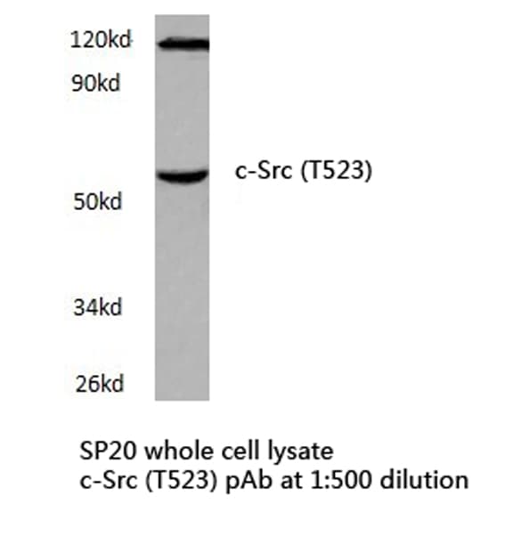 SRC Antibody (Thr523)