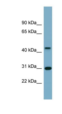 ARMCX3 Antibody (aa251-300)
