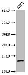 H2AFZ / H2A.z Antibody