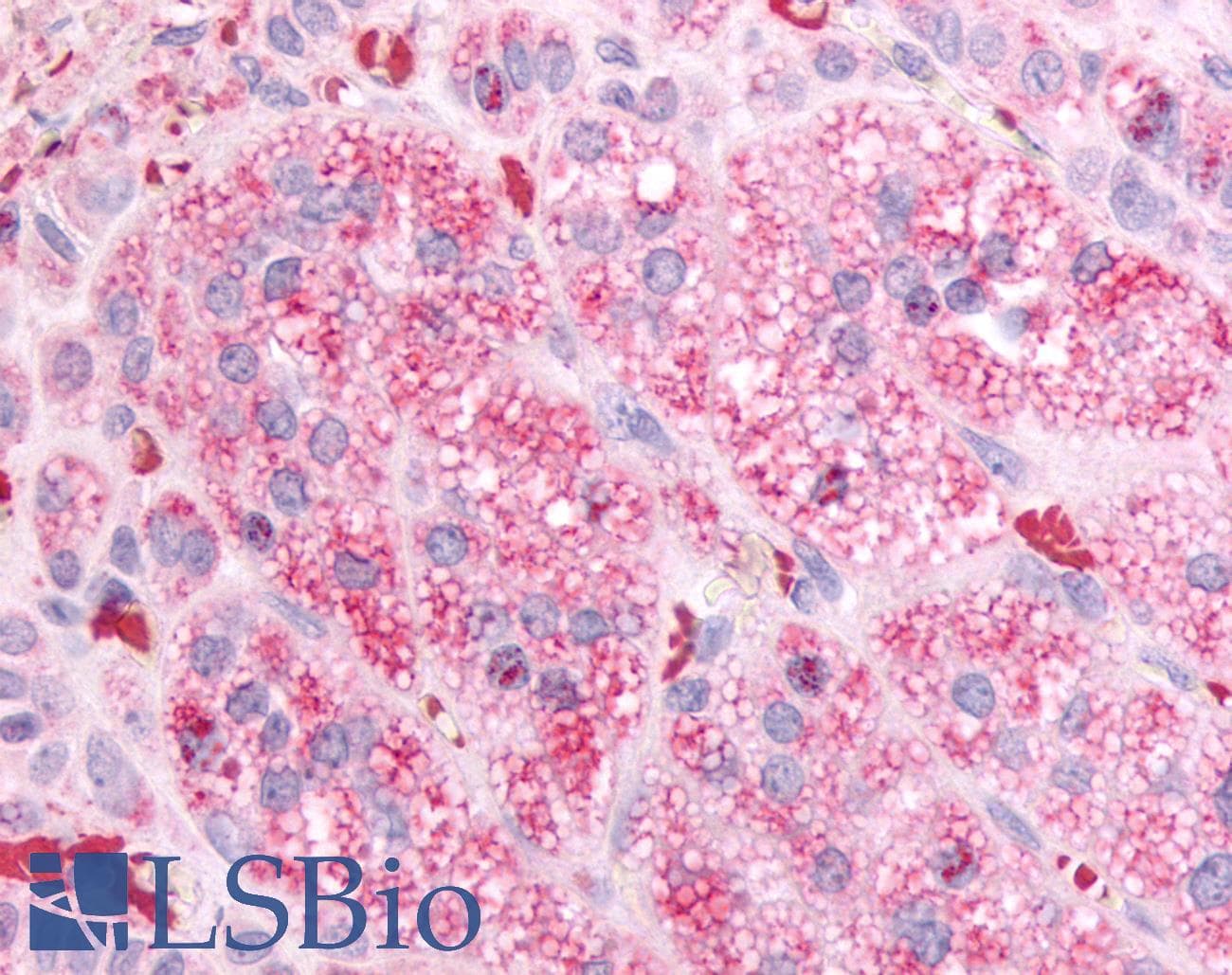 IHC-plus™ GPR84 Antibody (Cytoplasmic Domain)