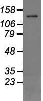 TRPM4 Antibody (clone OTI10H5)