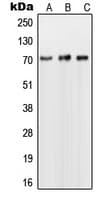 NUB1 Antibody (C-Terminus)