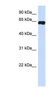 HIC2 Antibody (aa395-444)