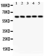 p66 / SHC Antibody (aa536-564)