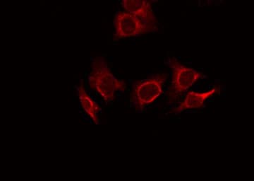 Mucin 2 / MUC2 Antibody