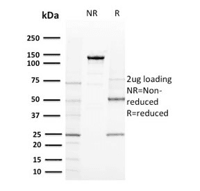 CD80 Antibody (clone C80/2723)
