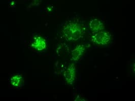NME4 Antibody (clone OTI1A5)