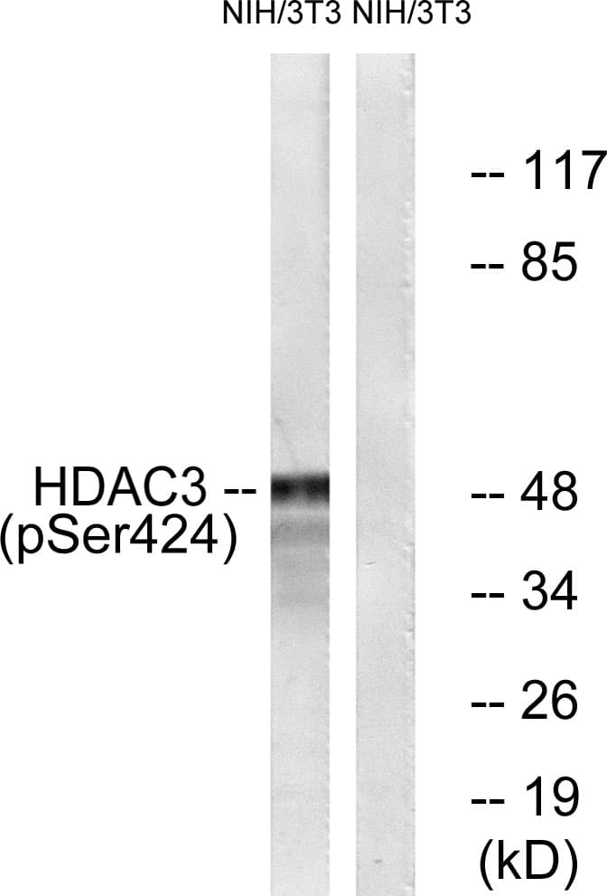 HDAC3 Antibody (phospho-Ser424)