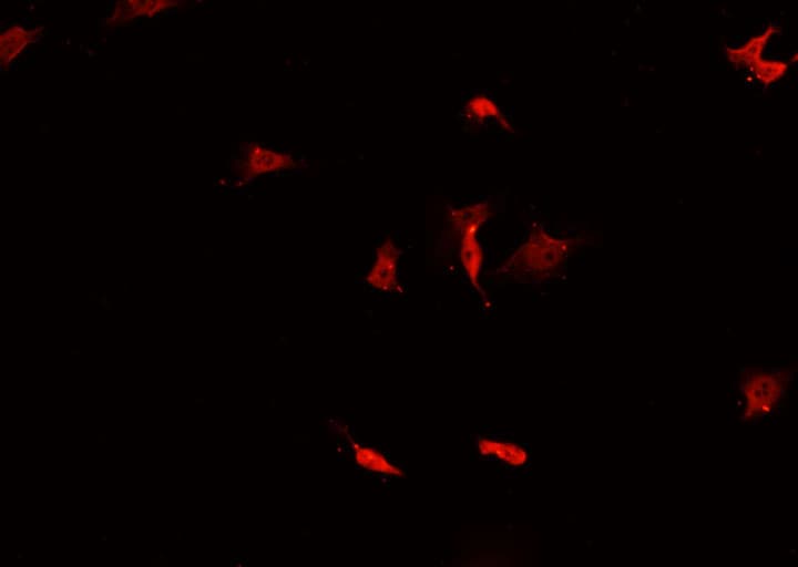 CASP3 / Caspase 3 Antibody