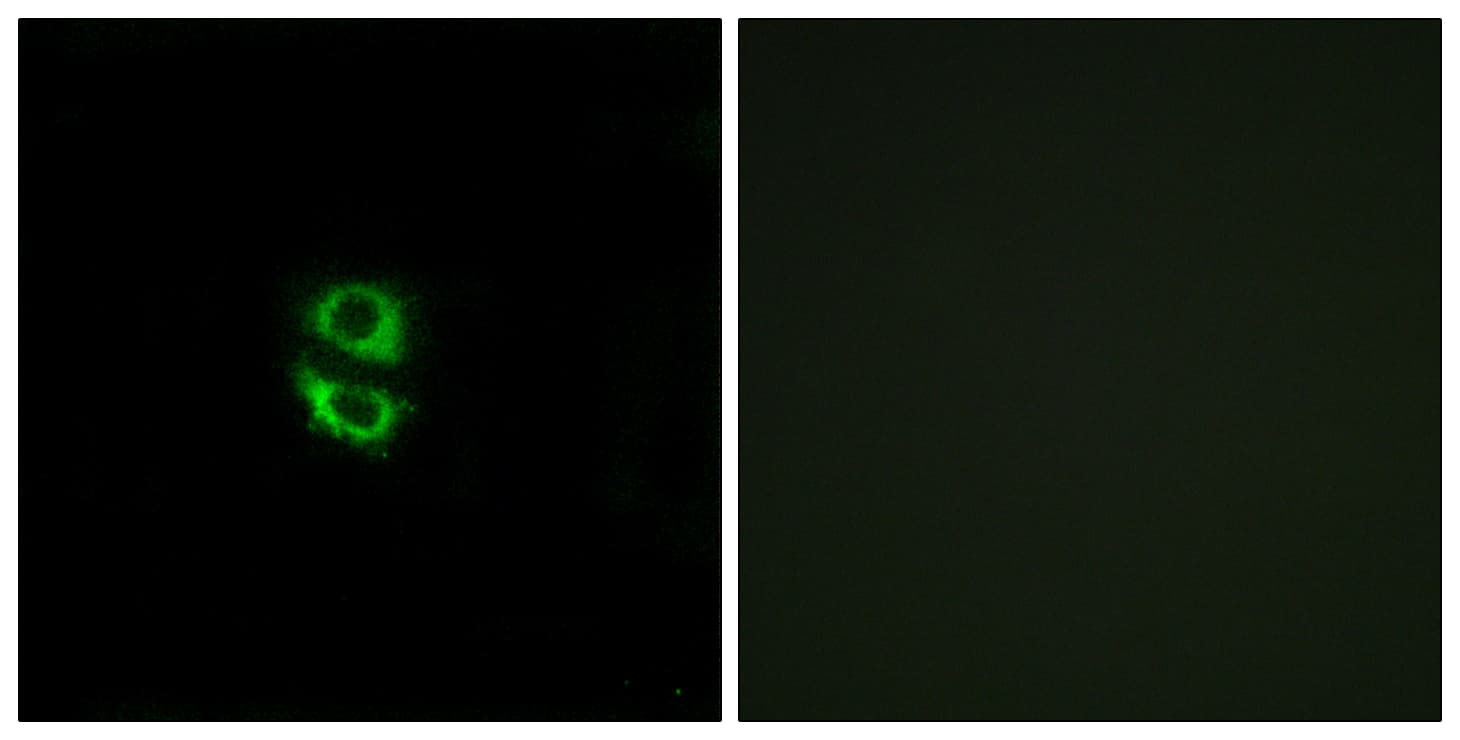 Polyclonal Rabbit anti-Human RPL39 / Ribosomal Protein L39 Antibody (aa1-50, IF, WB)