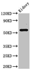 FBXO3 Antibody