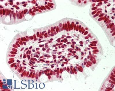 IHC-plus™ SFPQ Antibody (aa225-275)