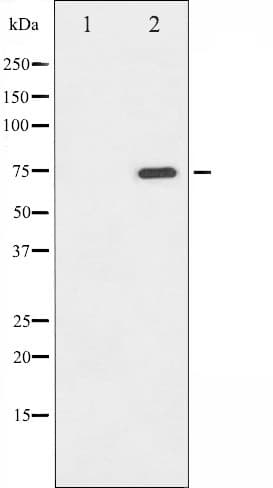 RAF1 / RAF Antibody (phospho-Ser338)