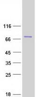 Human ENL / MLLT1 Protein (Recombinant Myc-DDK (Flag))