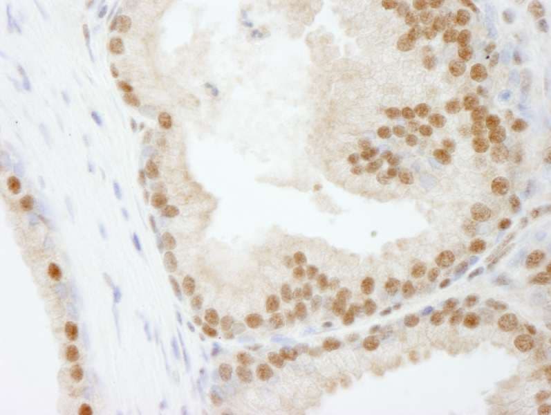 POLD3 Antibody (aa325-375)