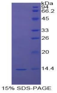 Bovine STAT3 Protein (Recombinant His)