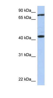 TEX9 Antibody (aa287-336)