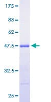 Human ARF3 Protein (Recombinant GST)
