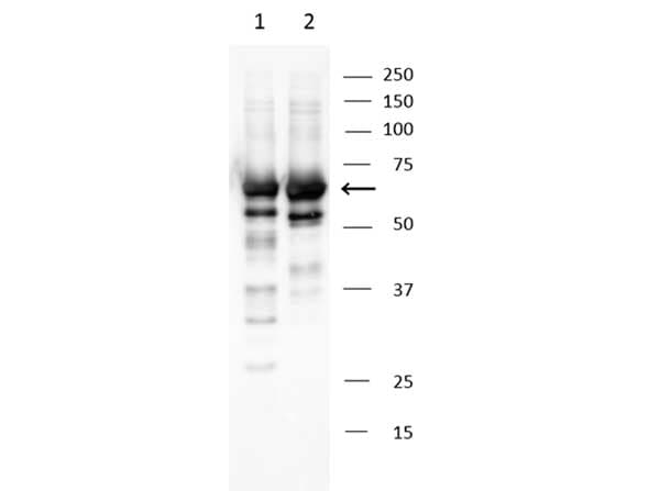 ABI1 / SSH3BP1 Antibody (C-Terminus)
