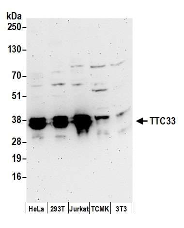 TTC33 Antibody (aa212-262)