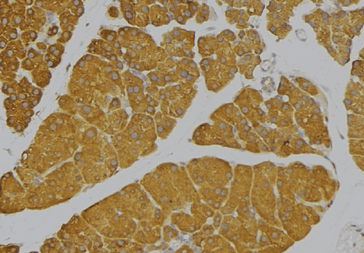 IL9 Antibody