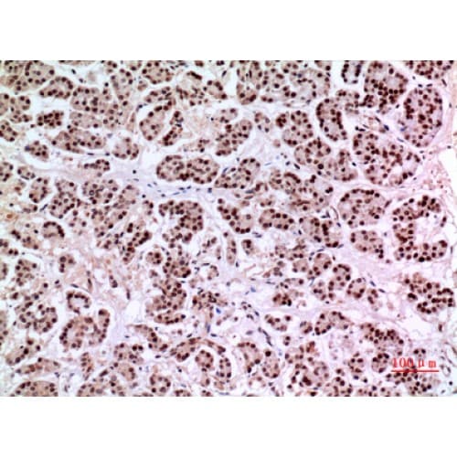 KLF13 Antibody