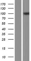 ACAP3 Protein (Over-Expression Lysate Myc-DDK (Flag))