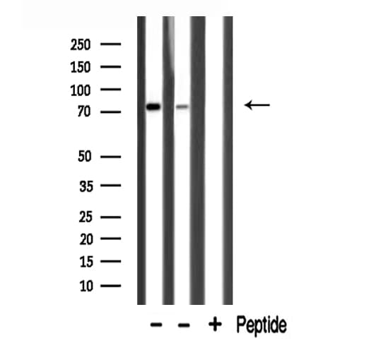 Polyclonal Rabbit anti-Human HLX1 / HLX Antibody (IF, WB)