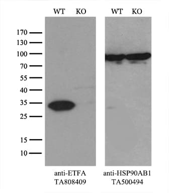 ETFA Antibody (clone OTI5C4, Carrier-free)