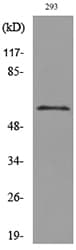 CD276 / B7-H3 Antibody