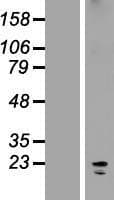 KCNK7 / K2p7.1 Protein (Over-Expression Lysate Myc-DDK (Flag))
