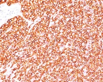 CD45RB Antibody (clone BRA-11)