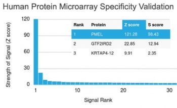 PMEL / SILV / gp100 Antibody (clone PMEL/2039)