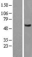 GIT2 Protein (Over-Expression Lysate Myc-DDK (Flag))