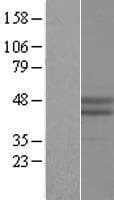 RNF39 Protein (Over-Expression Lysate Myc-DDK (Flag))