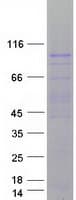 Human AGO3 / EIF2C3 Protein (Recombinant Myc-DDK (Flag))