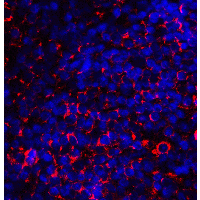 CD80 Antibody