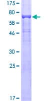 Human TUBB4 / Tubulin Beta 4 Protein (Recombinant GST)