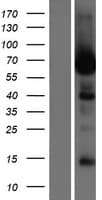 LRRC56 Protein (Over-Expression Lysate Myc-DDK (Flag))